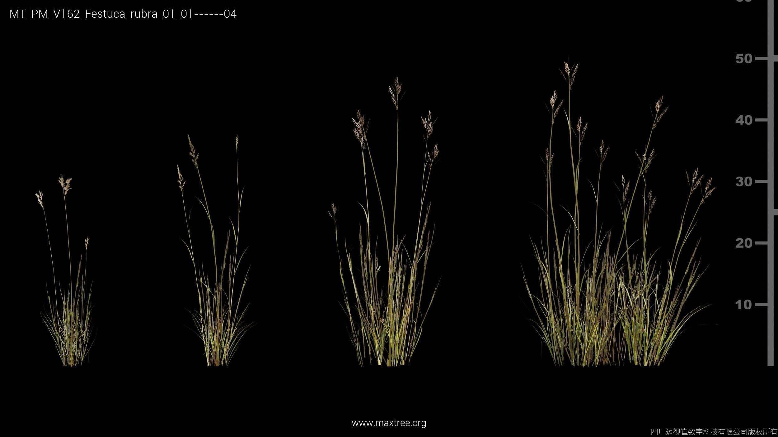 Mt Pm V162 Festuca Rubra 01 01 04